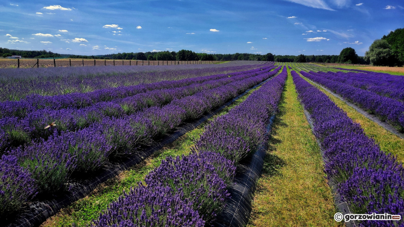 16/16 Magiczny zakątek. Lawendowe pole koło Pszczewa