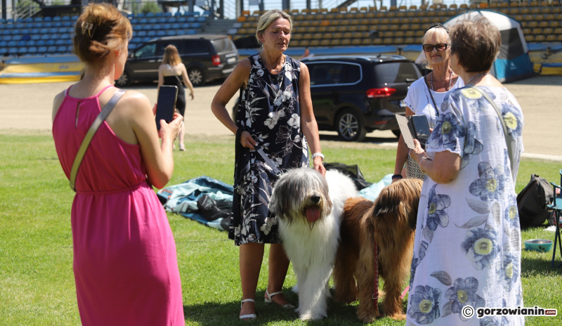 3/25 Międzynarodowa Wystawa Psów Rasowych w Gorzowie 2023