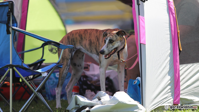 4/25 Międzynarodowa Wystawa Psów Rasowych w Gorzowie 2023