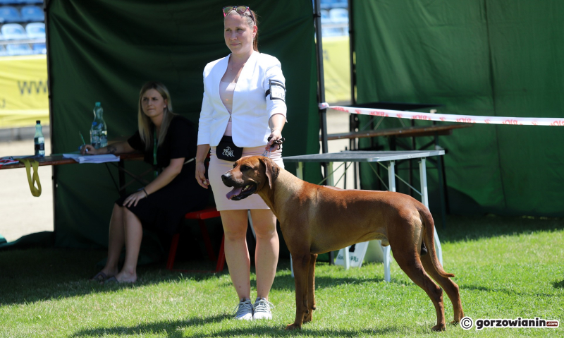 5/25 Międzynarodowa Wystawa Psów Rasowych w Gorzowie 2023