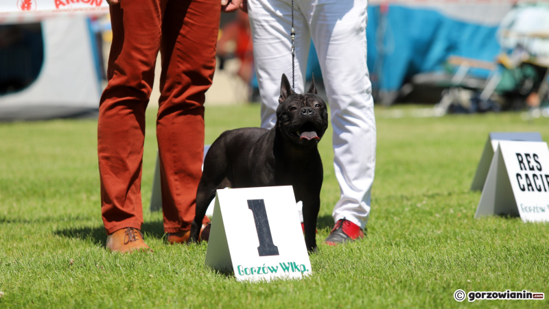7/25 Międzynarodowa Wystawa Psów Rasowych w Gorzowie 2023