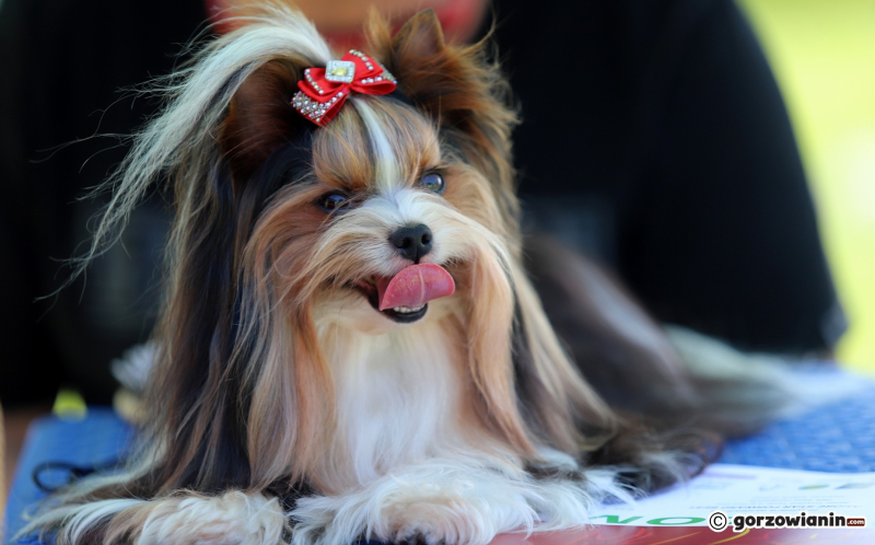 8/25 Międzynarodowa Wystawa Psów Rasowych w Gorzowie 2023