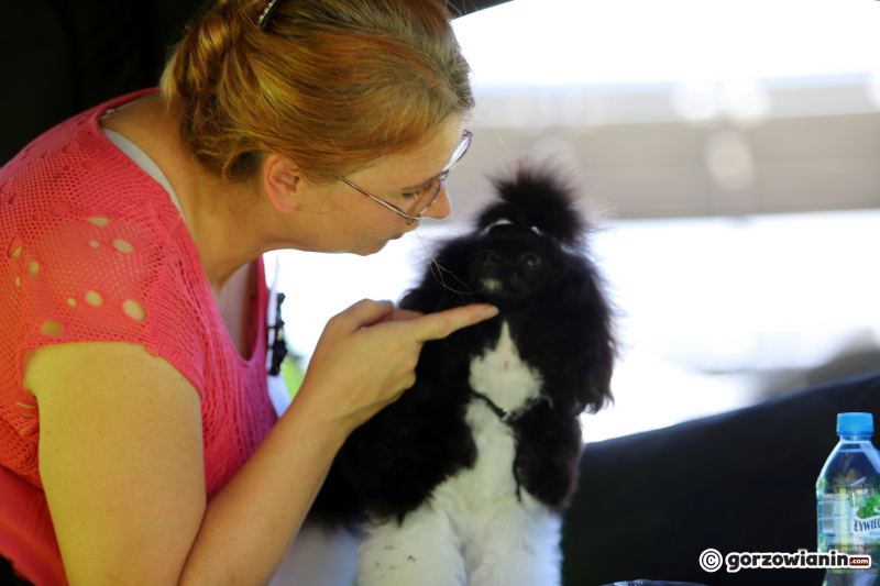 9/25 Międzynarodowa Wystawa Psów Rasowych w Gorzowie 2023