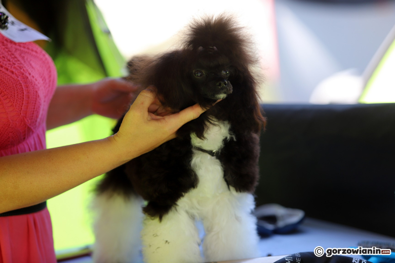 10/25 Międzynarodowa Wystawa Psów Rasowych w Gorzowie 2023