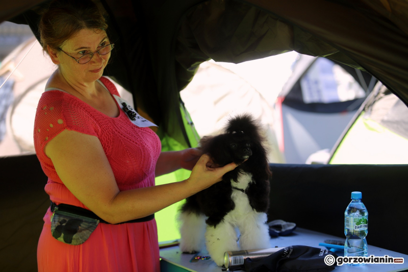11/25 Międzynarodowa Wystawa Psów Rasowych w Gorzowie 2023