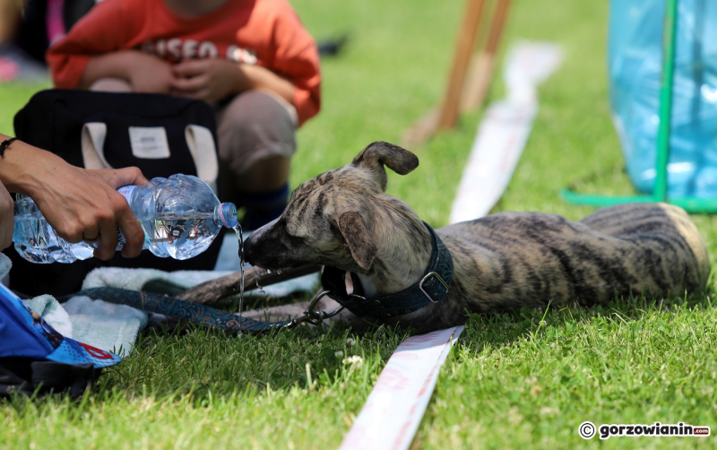 12/25 Międzynarodowa Wystawa Psów Rasowych w Gorzowie 2023