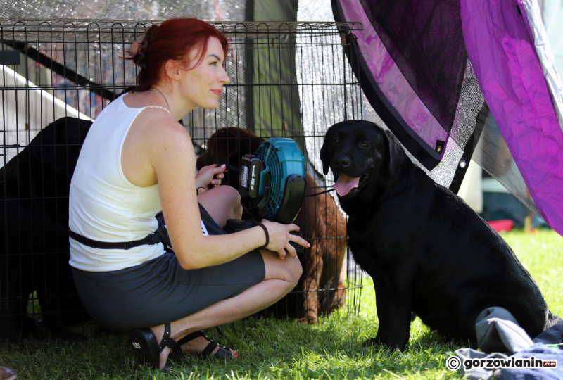 13/25 Międzynarodowa Wystawa Psów Rasowych w Gorzowie 2023