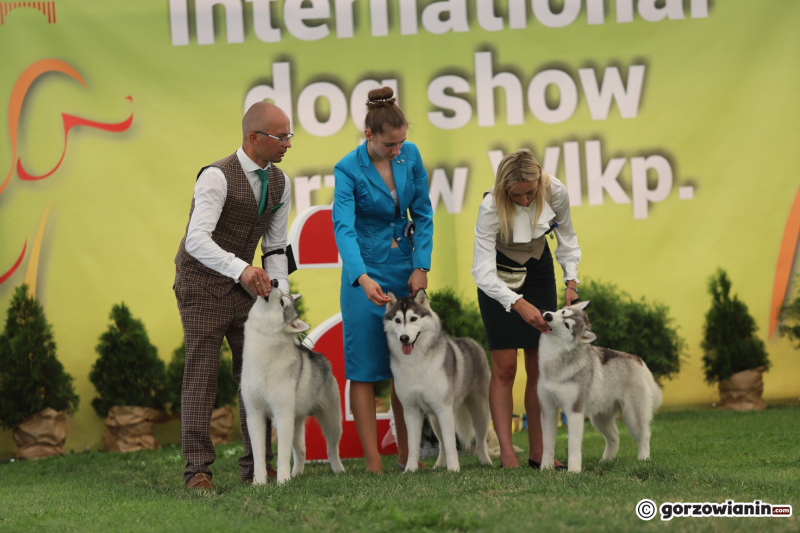 14/25 Międzynarodowa Wystawa Psów Rasowych w Gorzowie 2023