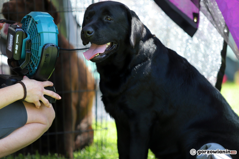 15/25 Międzynarodowa Wystawa Psów Rasowych w Gorzowie 2023