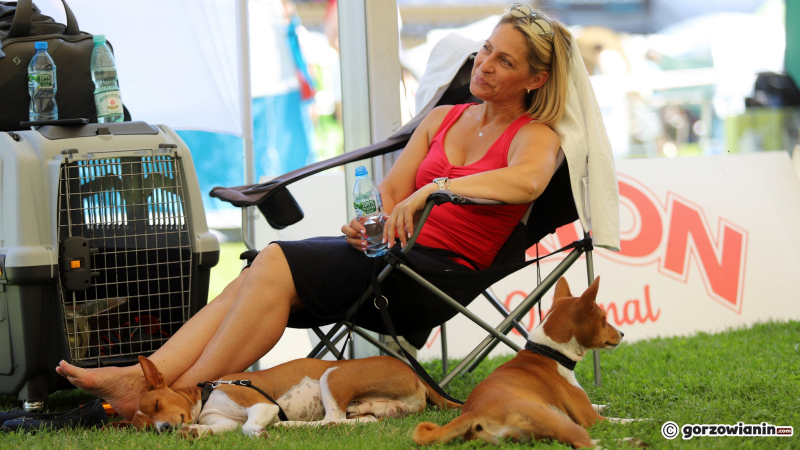 16/25 Międzynarodowa Wystawa Psów Rasowych w Gorzowie 2023