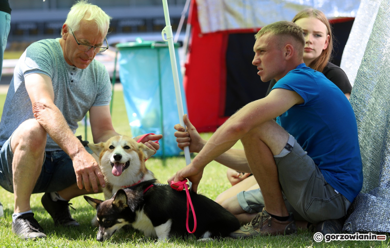 17/25 Międzynarodowa Wystawa Psów Rasowych w Gorzowie 2023