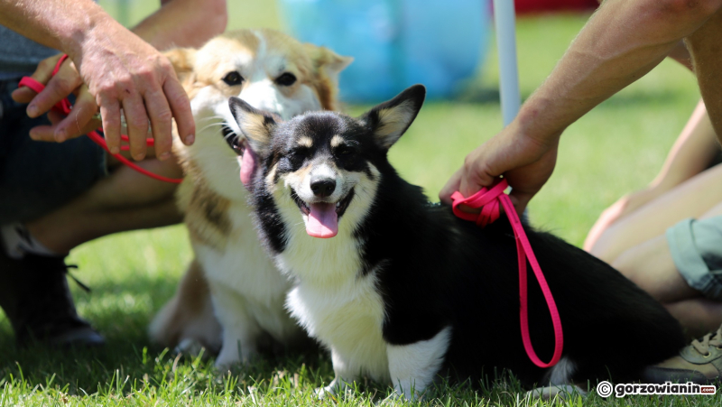 18/25 Międzynarodowa Wystawa Psów Rasowych w Gorzowie 2023