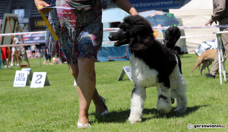 21/25 Międzynarodowa Wystawa Psów Rasowych w Gorzowie 2023