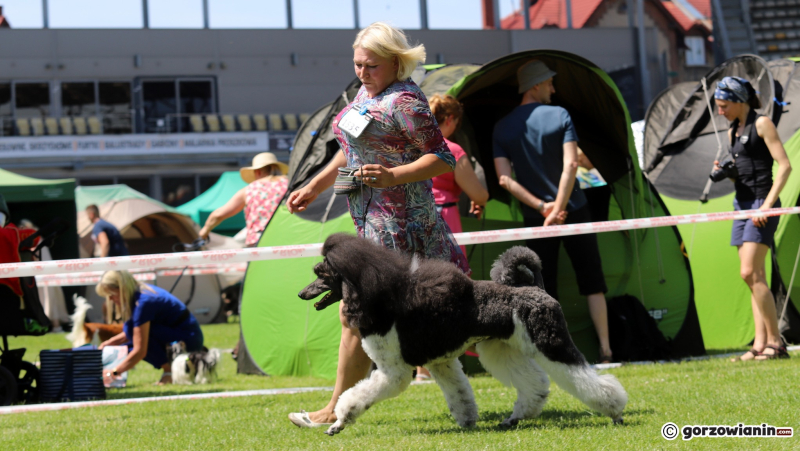 22/25 Międzynarodowa Wystawa Psów Rasowych w Gorzowie 2023