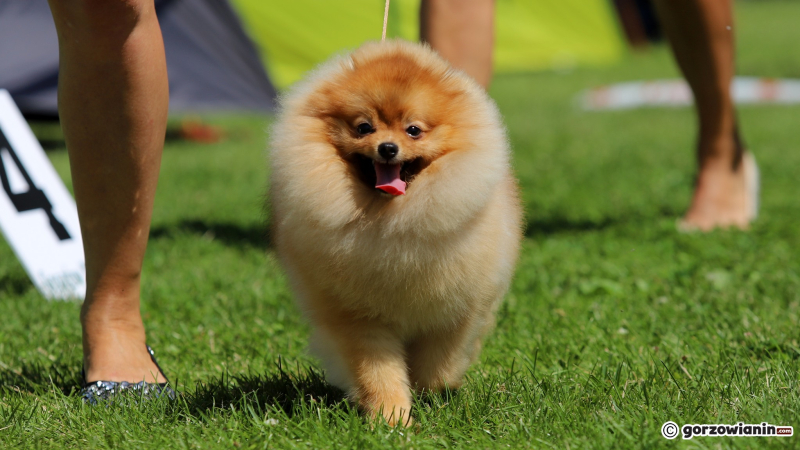 23/25 Międzynarodowa Wystawa Psów Rasowych w Gorzowie 2023