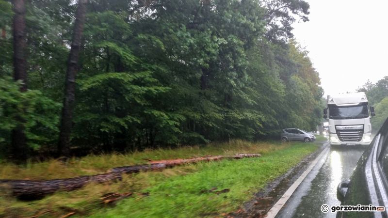 5/5 Powalone drzewo na DK22 koło Gorzowa