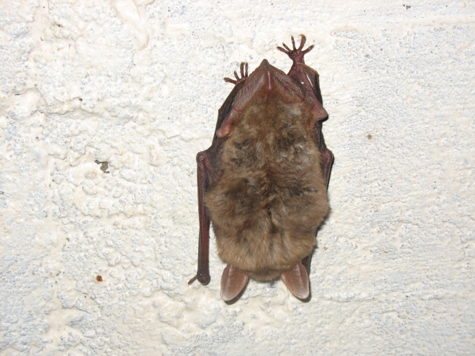 5/14 Nietoperze w Międzyrzeckim Rejonie Umocnionym