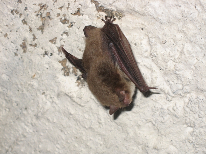 6/14 Nietoperze w Międzyrzeckim Rejonie Umocnionym
