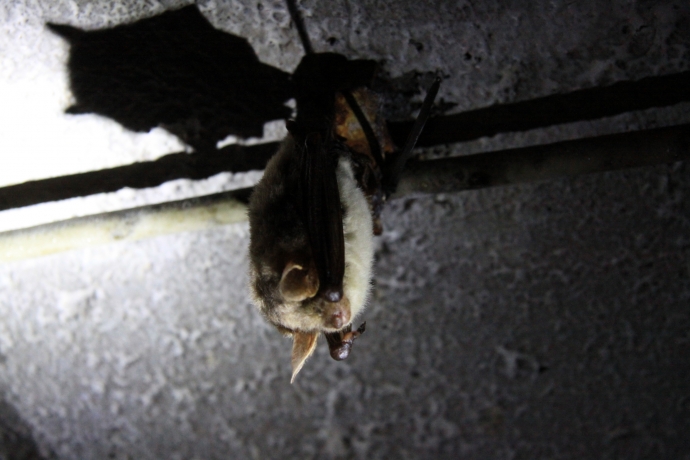 9/14 Nietoperze w Międzyrzeckim Rejonie Umocnionym