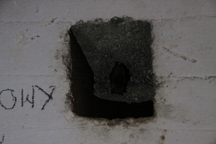 10/14 Nietoperze w Międzyrzeckim Rejonie Umocnionym