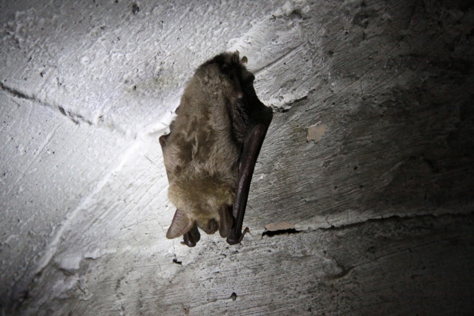 13/14 Nietoperze w Międzyrzeckim Rejonie Umocnionym