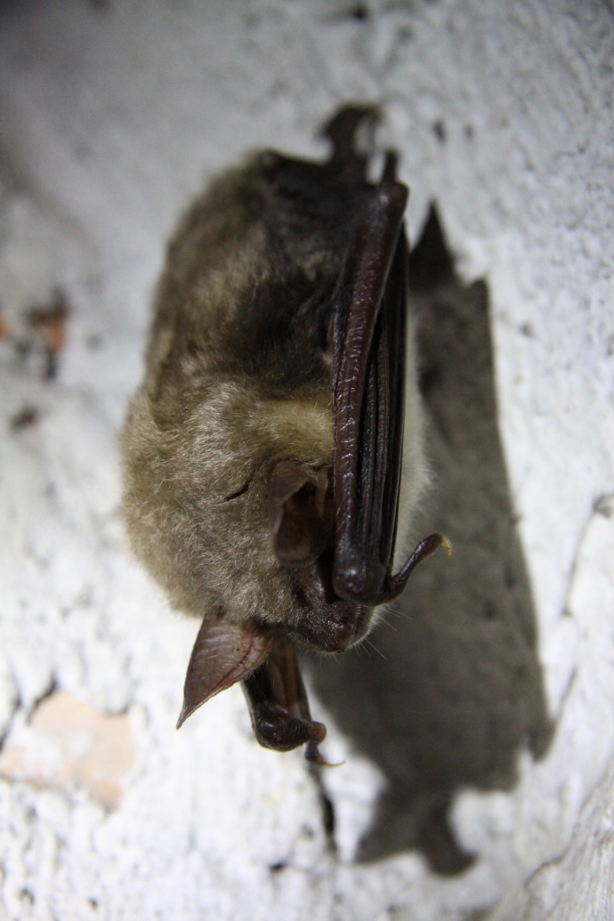 14/14 Nietoperze w Międzyrzeckim Rejonie Umocnionym