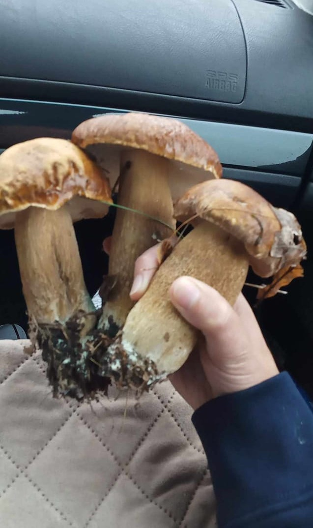 4/19 Wysyp grzybów w lasach koło Gorzowa