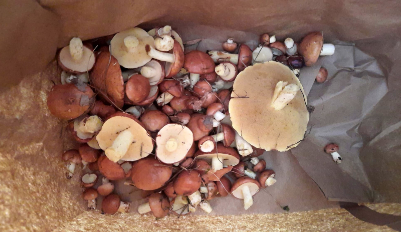 5/19 Wysyp grzybów w lasach koło Gorzowa