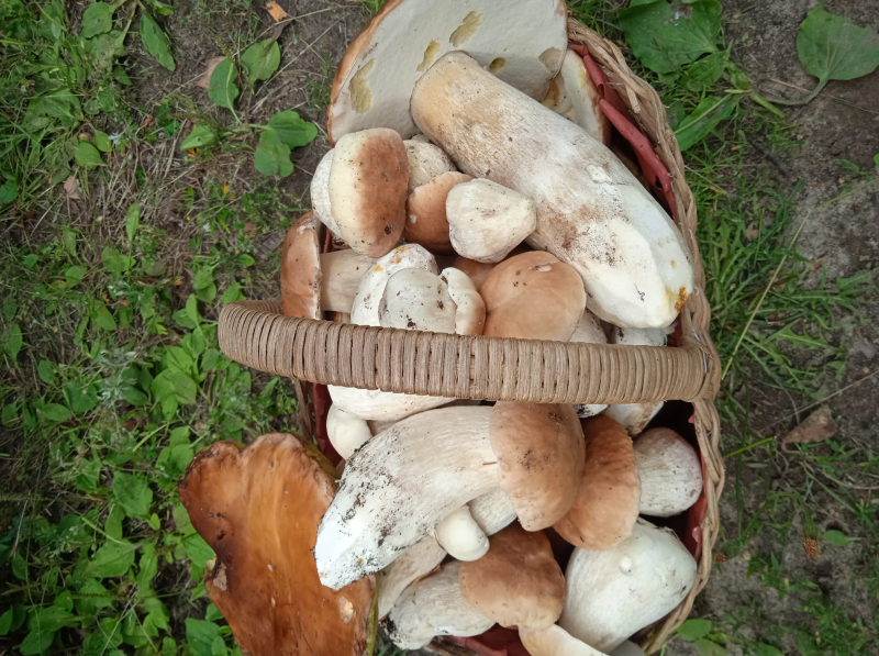 7/19 Wysyp grzybów w lasach koło Gorzowa