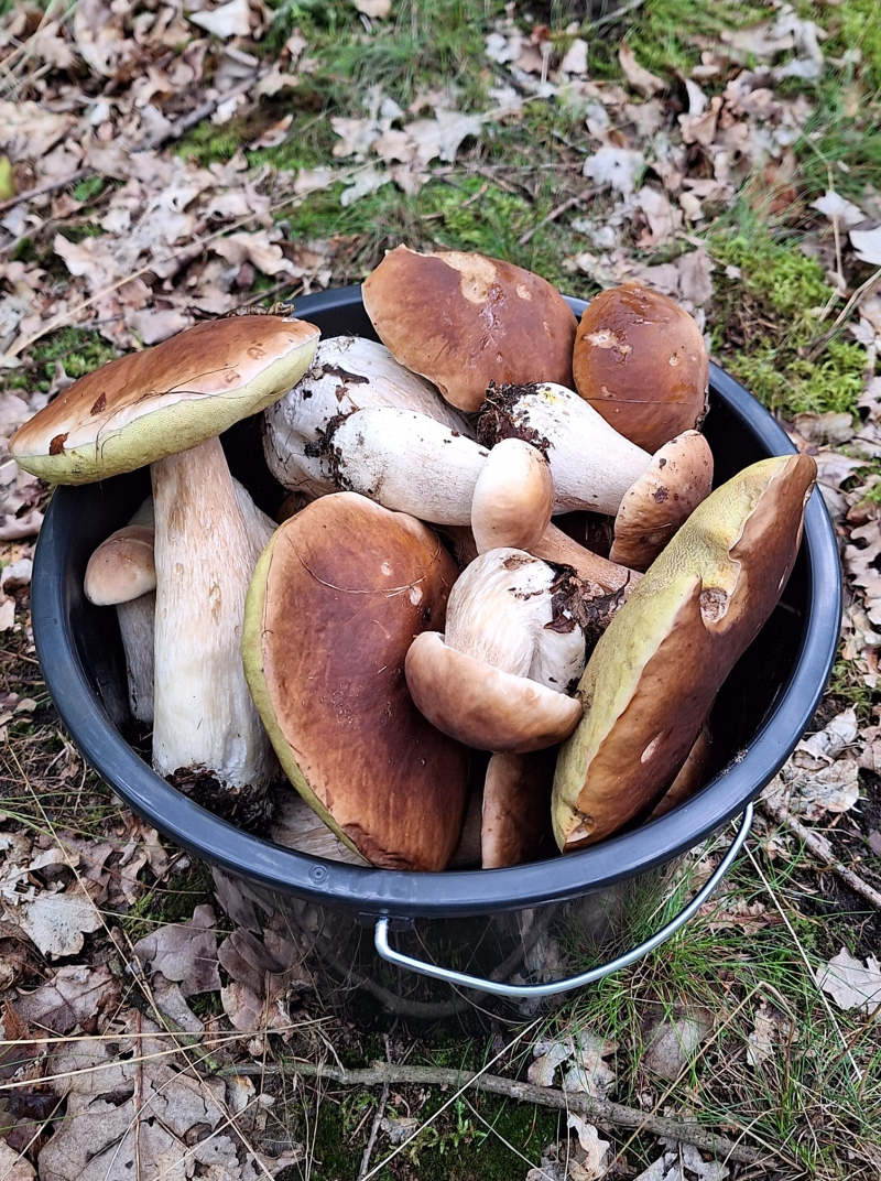 9/19 Wysyp grzybów w lasach koło Gorzowa