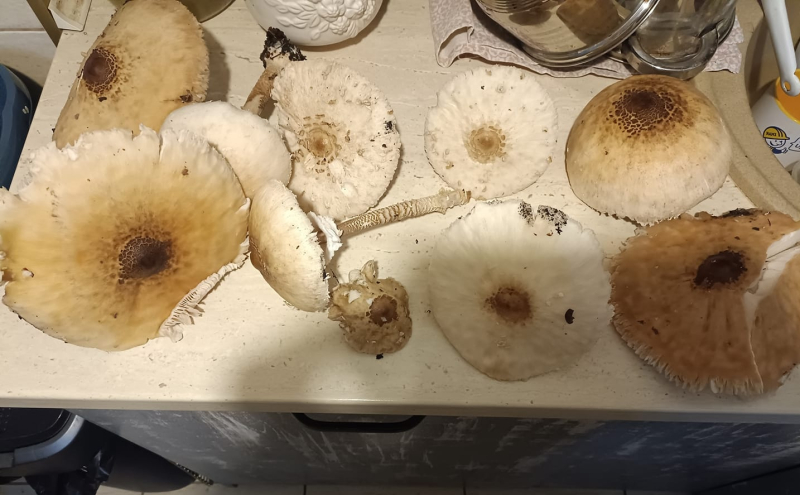 11/19 Wysyp grzybów w lasach koło Gorzowa