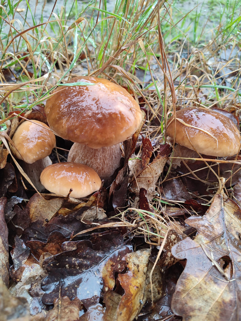 12/19 Wysyp grzybów w lasach koło Gorzowa