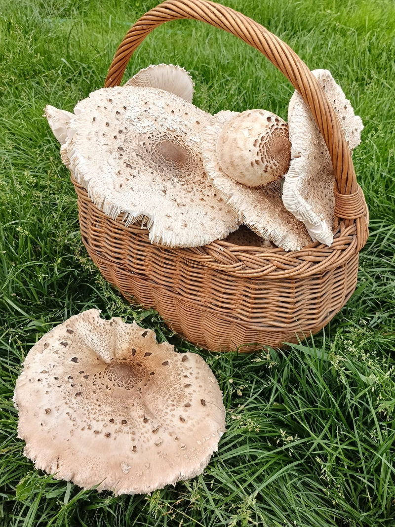 13/19 Wysyp grzybów w lasach koło Gorzowa