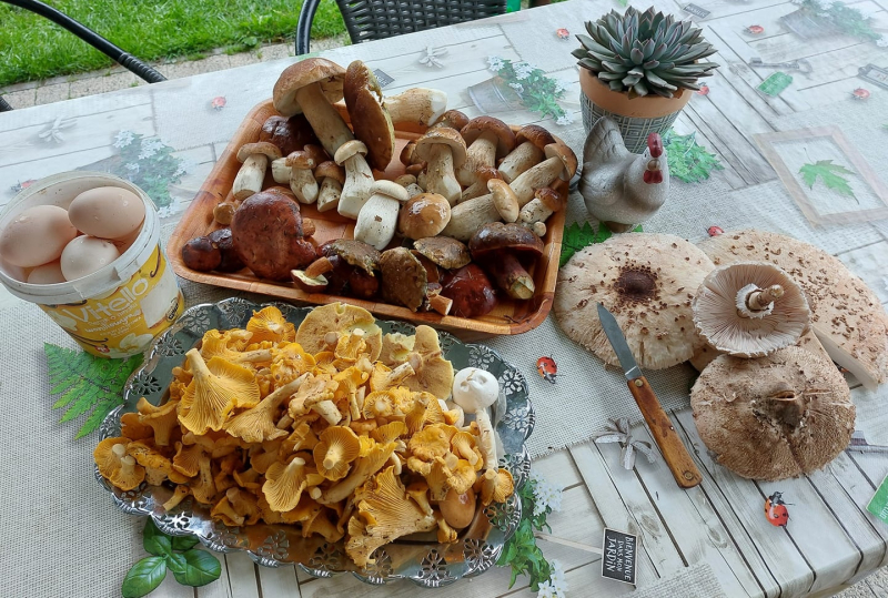 14/19 Wysyp grzybów w lasach koło Gorzowa