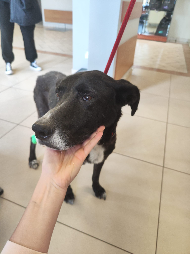 3/5 Katował psa, bo ten wszedł na jego fotel