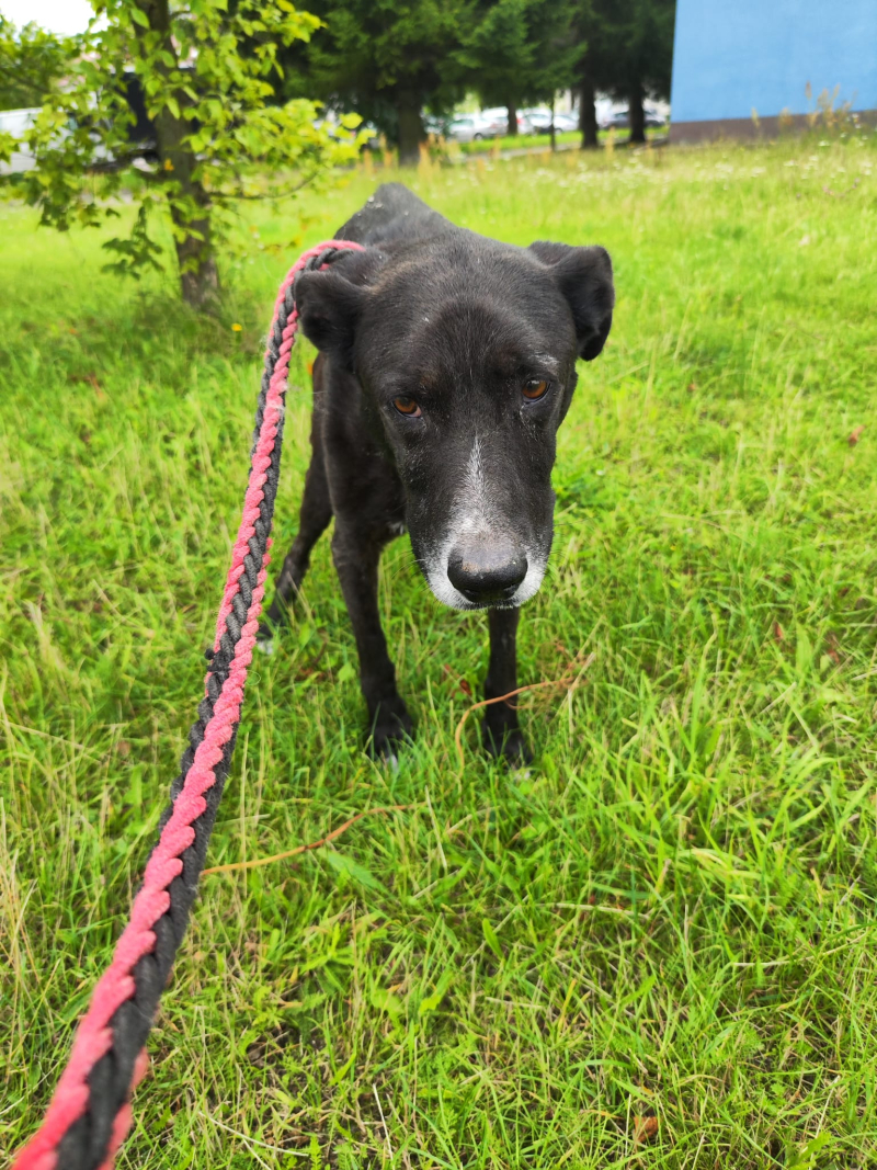 4/5 Katował psa, bo ten wszedł na jego fotel