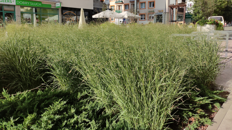 3/9 Prace rozpoczęte, czas start - mniej betonu, więcej zieleni w Gorzowie 