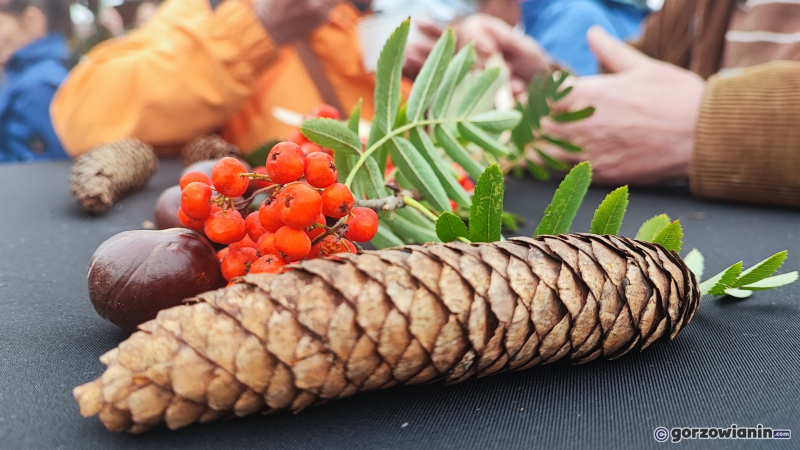 9/11 Smaki dzikiego lasu na ryneczku w Gorzowie