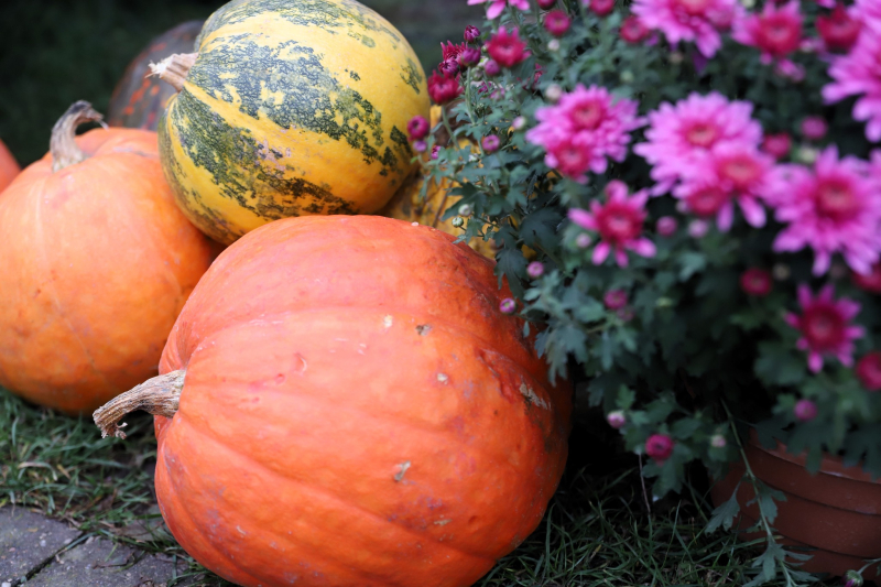 14/16 Pyszności na gorzowskim ryneczku. Zupa i bigos z dyni