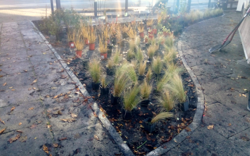 3/5 Trwa sadzenie zieleni w centrum Gorzowa