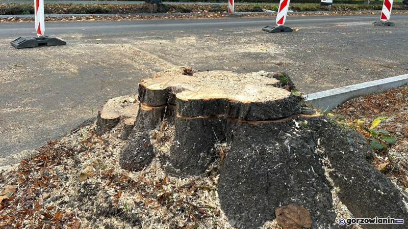 3/10 Wycinka drzew przy ul. Kosynierów Gdyńskich w Gorzowie