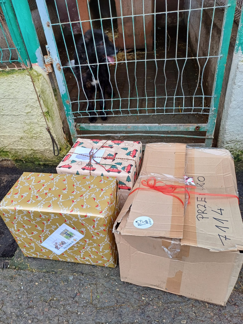 3/15 Psiaki ze schroniska zasypane prezentami na święta