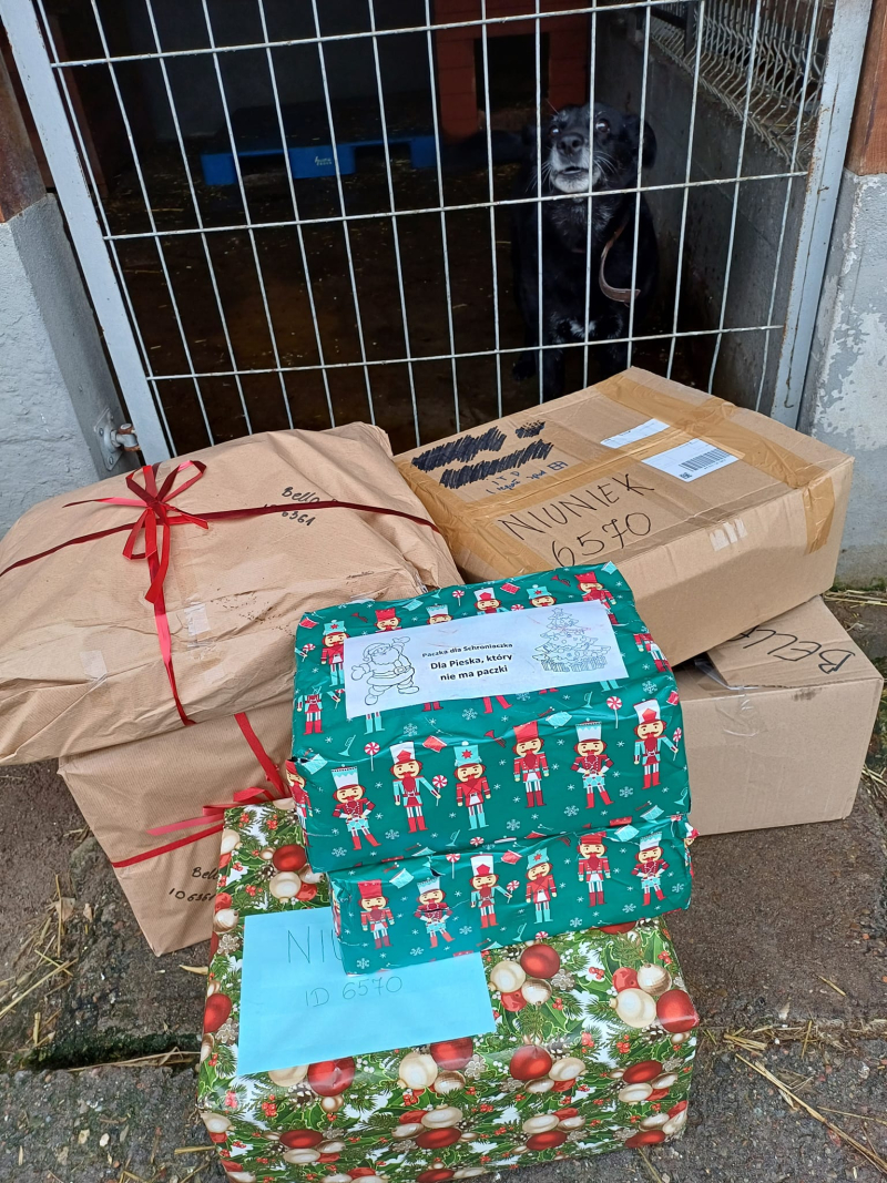 4/15 Psiaki ze schroniska zasypane prezentami na święta