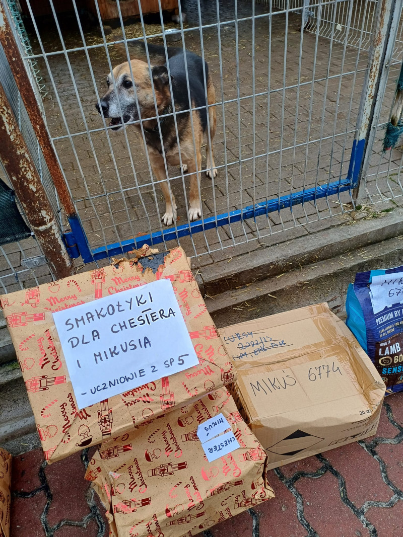 5/15 Psiaki ze schroniska zasypane prezentami na święta