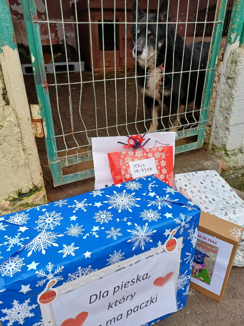 6/15 Psiaki ze schroniska zasypane prezentami na święta