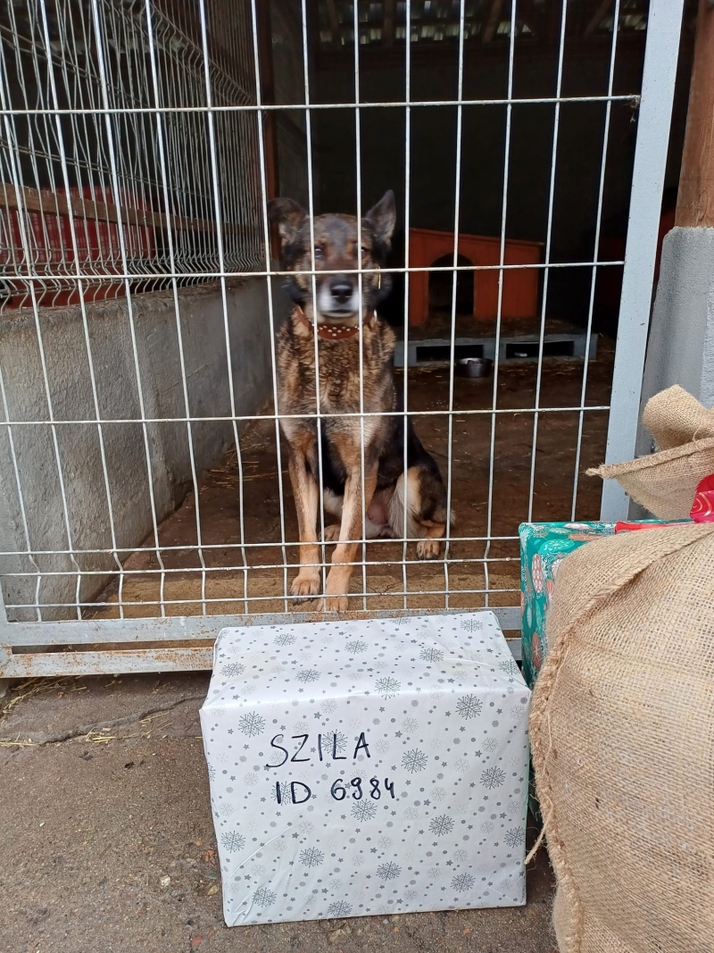 11/15 Psiaki ze schroniska zasypane prezentami na święta