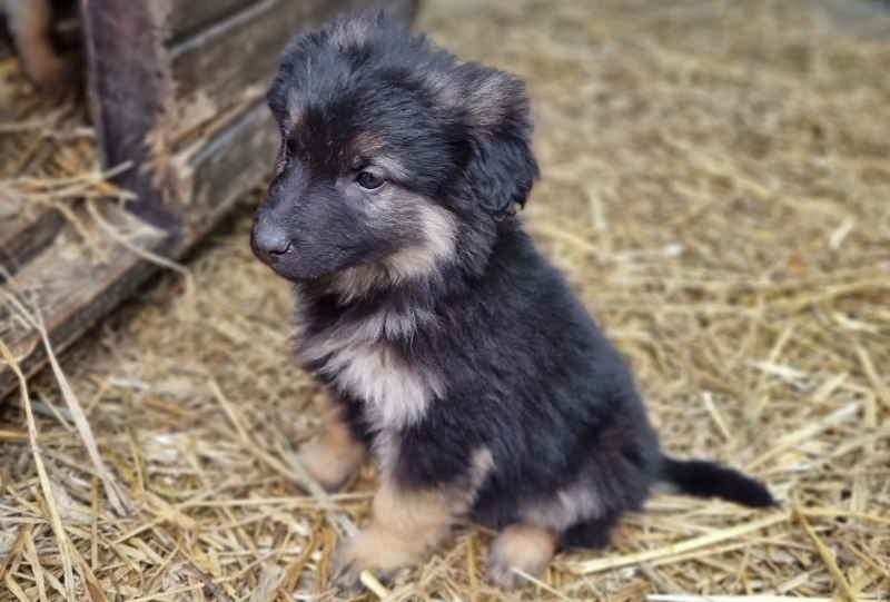 5/8 Pięć szczeniaczków trafiło do schroniska w Gorzowie. Szukają nowych domów