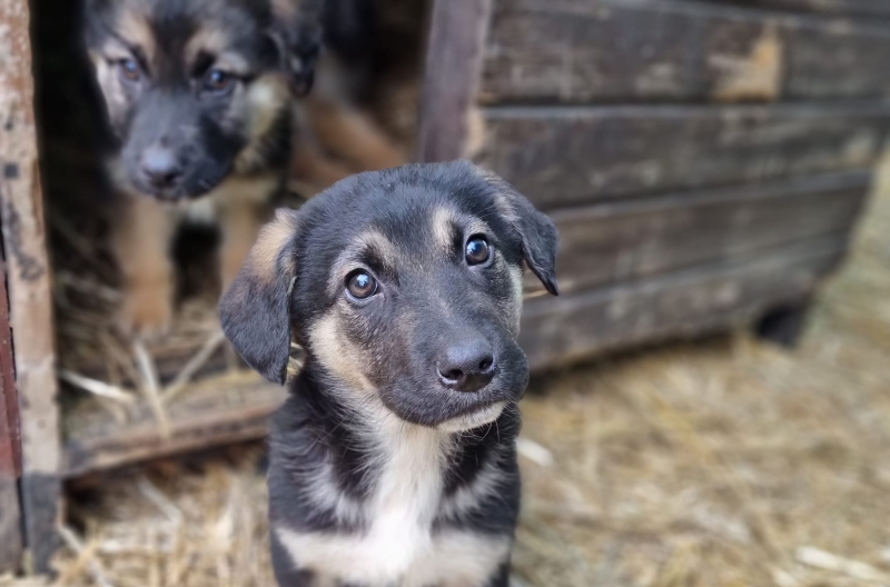 7/8 Pięć szczeniaczków trafiło do schroniska w Gorzowie. Szukają nowych domów