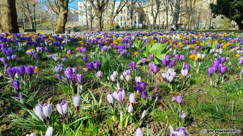 6/8 Krokusowa łąka w parku Wiosny Ludów w Gorzowie