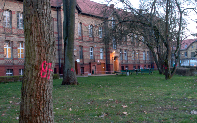 4/9 Oznakowane drzewa na terenie szpitala przy Walczaka w Gorzowie